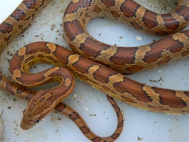 snake classic snake classic
